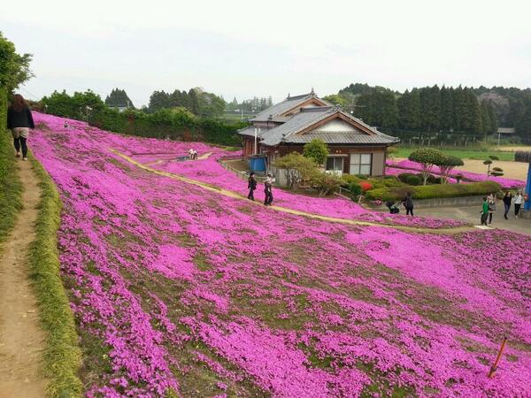 jardin fleur japonais