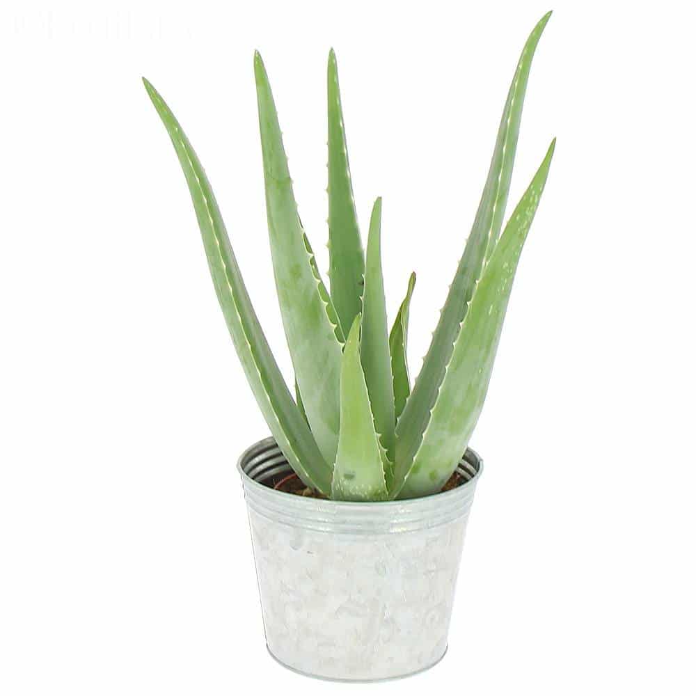 AloeVerra, DYNSEO