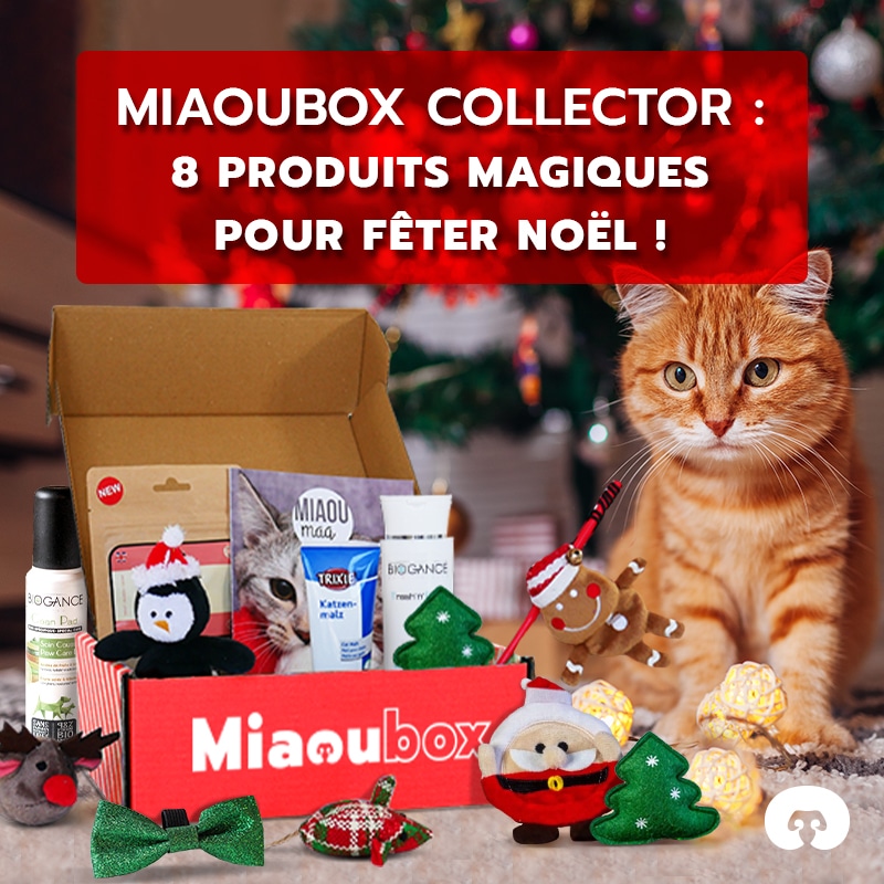 Miaoubox, DYNSEO