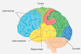 cerveau-mémoire-systeme-neuronal-entrainementcerebral