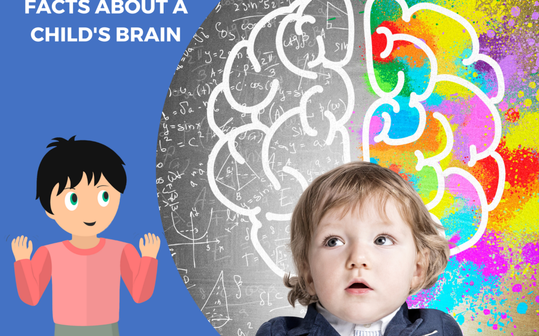 How does your child's brain grow between the ages of 5 and 8? - Dynseo