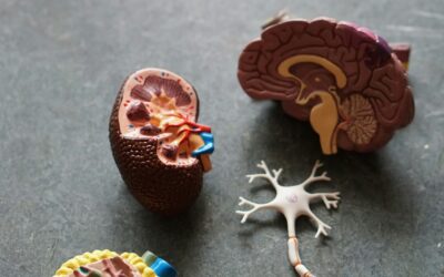 Jeux adaptés et Alzheimer : Perspectives futures et innovations.