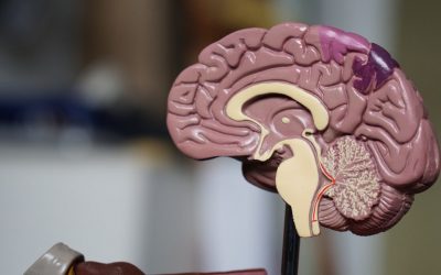 Médicaments et cognition : comprendre les interactions et les précautions