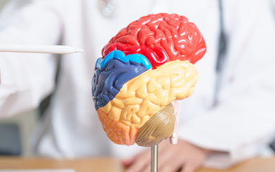 The Potential Therapeutic Properties of Muscimol: A Promising Strategy for Memory and Learning Enhancement in Alzheimer’s Disease